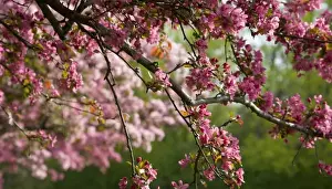 Cheerful Prints: Canada, Ontario, Ottawa. Close-up of limb with cherry blossoms