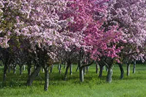 Cheerful Prints: Canada, Ontario, Ottawa. Grove of cherry trees with variations in blossom color. Credit as