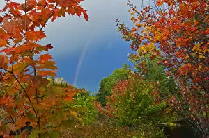 Images Dated 28th September 2007: Canada, Ontario, Oxtongue Lake. Rainbow and maple trees in autumn color. Credit as