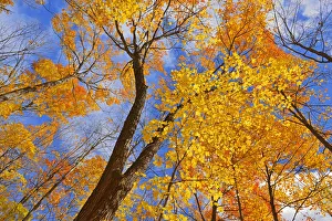 Sugar Maple Prints: Canada, Ontario, Parry Sound. Sugar maple trees in autumn