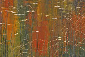 Canada, Ontario. Reeds on Bunny Lake. Credit as: Mike Grandmaison / Jaynes Gallery / Canada, Ontario. Reeds on Bunny Lake. Credit as: Mike Grandmaison / Jaynes Gallery /