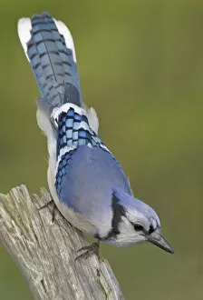 Canada, Ontario, Rondeau Provincial Park. Close-up of inquisitive blue jay on dead tree limb