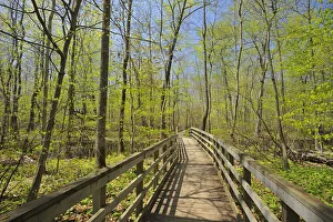 Canada, Ontario, Rondeau Provincial Park. Boardwalk through forest marsh. Credit as
