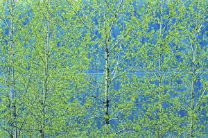 Canada, Ontario, Simon Lake Park Conservation Area. Trembling aspen foliage in spring