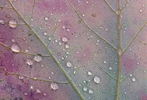 Images Dated 6th August 2018: Canada, Ontario, Sioux Narrows. Red maple leaf and rain drops in autumn. Credit as