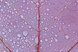 Raindrop Prints: Canada, Ontario, Sioux Narrows. Red maple leaf and rain drops in autumn. Credit as