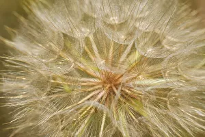 Ontario Prints: Canada, Ontario, Sioux Narrows. Goat s-beard flower close-up
