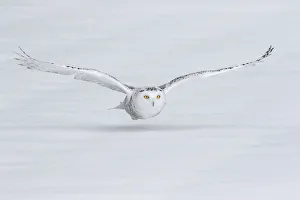 Ground Prints: Canada, Ontario. Snowy owl flies low to ground