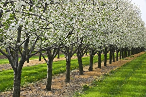 Images Dated 14th May 2008: Canada, Ontario, St. Catharines. Apple orchard in bloom