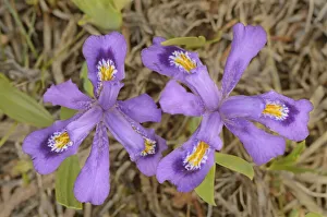 Canada, Ontario, Tobermory. Dwarf lake iris flower close-up
