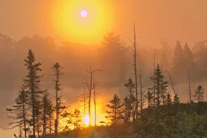Images Dated 31st March 2018: Canada, Ontario, Torrance Barrens Dark-Sky Preserve. Foggy sunrise on forest