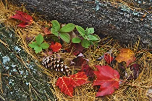 Pine Cone Prints: Canada, Ontario, Tyson Lake. Vegetation and log on forest floor