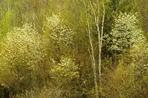 Saskatoon Prints: Canada, Ontario, Utterson. Serviceberry or saskatoon shrub in spring foliage. Credit as
