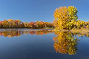 Sugar Maple Prints: Canada, Ontario, Vermilion River. Forest reflections in autumn