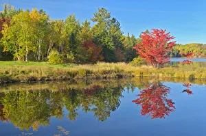Canada, Ontario, Worthington. Red maple tree reflected in St. Poithier Lake