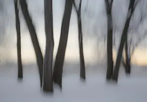 Images Dated 30th November 2013: Canada, Ottawa, Ottawa River. Abstract of tree trunks in snow