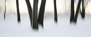 Ottawa River Prints: Canada, Ottawa, Ottawa River. Abstract of tree trunks in snow