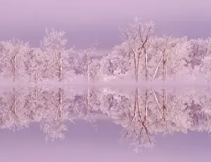 Images Dated 30th November 2013: Canada, Ottawa, Ottawa River. Frosted trees mirrored on Shirleys Bay. Credit as