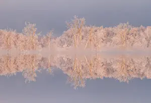 Ottawa River Prints: Canada, Ottawa, Ottawa River. Frosted trees mirrored on Shirleys Bay. Credit as