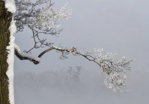 Ottawa River Prints: Canada, Ottawa, Ottawa River. Frosty branches in fog