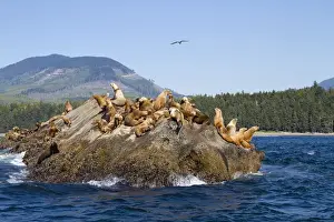 Images Dated 15th September 2014: Canada, Pacific Rim National Park Reserve; West Coast Trail, Steller Sea Lions; also