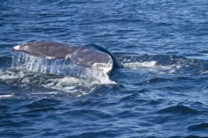 Images Dated 15th September 2014: Canada, Pacific Rim National Park Reserve; West Coast Trail, Gray Whale tail (Eschrichtius