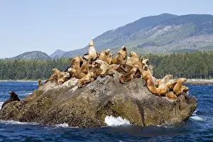 Images Dated 15th September 2014: Canada, Pacific Rim National Park Reserve; West Coast Trail, Steller Sea Lions; also