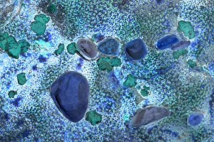 Canada. Pebbles and shell abstract. Credit as: Mike Grandmaison / Jaynes Gallery / DanitaDelimont