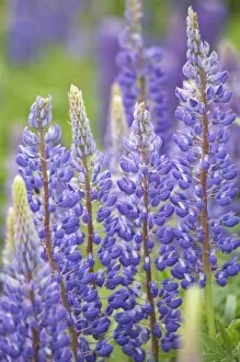 Images Dated 18th June 2007: Canada, Prince Edward Island, Lupine flowers
