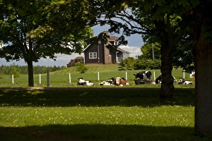 Images Dated 19th June 2007: Canada, Prince Edward Island, Nine-Mile-Creek. Livestock ranch