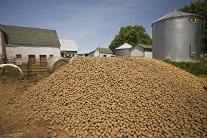 Images Dated 19th June 2007: Canada, Prince Edward Island, Nine-Mile-Creek. Potato harvest