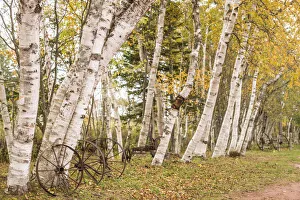 Maritime Province Prints: Canada, Prince Edward Island, Orwell. Wagon wheel and birch trees