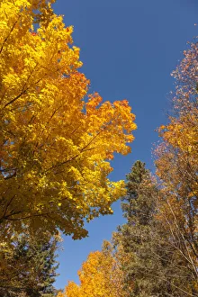 Maritime Province Prints: Canada, Prince Edward Island, Tyne Valley autumn foliage