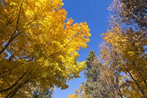 Images Dated 9th April 2019: Canada, Prince Edward Island, Tyne Valley autumn foliage