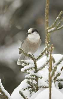 Images Dated 2nd December 2008: Canada, Quebec