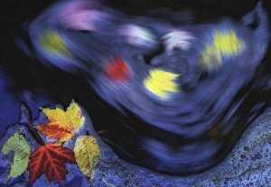 Bubble Prints: Canada, Quebec. Autumn leaves swirl on small creek