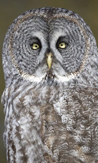 Gilles Delisle Prints: Canada, Quebec, Beauport. Great gray owl close-up