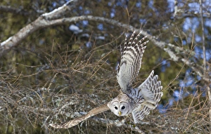 Gilles Delisle Prints: Canada, Quebec, Beauport. Great gray owl flying