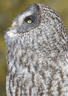 Gilles Delisle Prints: Canada, Quebec, Beauport. Great gray owl looking up