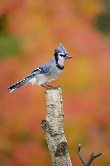 Sugar Maple Prints: Canada, Quebec. Blue jay perched on stump in fall setting