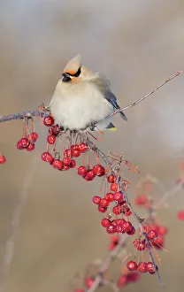 Berry Prints: Canada, Quebec. Bohemian waxwing bird on limb