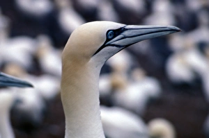 Gannet Prints: Canada, Quebec, Bonaventure Ile, Gannet