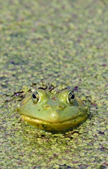 Duckweed Prints: Canada, Quebec, Boucherville. Green frog in duckweed