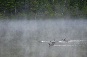 Canada, Quebec. Canada geese in fog. Credit as: Gilles Delisle / Jaynes Gallery / DanitaDelimont