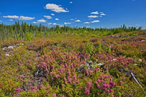 Images Dated 19th March 2019: Canada, Quebec, Chibougamau. Bog laurel blossoms in burnt over forest