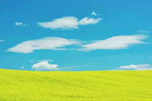 Prints of Canada, Quebec, Duhamel. Yellow canola crop Images Dated 2022 May: Canada, Quebec, Duhamel. Yellow canola crop