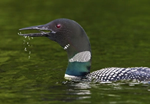 Loon Prints: Canada, Quebec, Eastman. Common loon calling