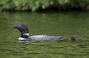 Parent Prints: Canada, Quebec, Eastman. Common loon with chick