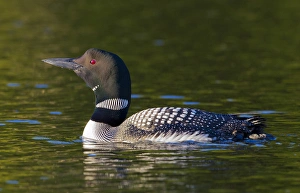 Loon Prints: Canada, Quebec, Eastman. Common loon swimming