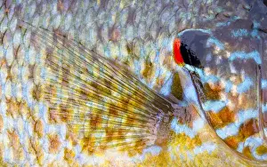 Eastman Prints: Canada, Quebec, Eastman. Pumpkinseed fish close-up